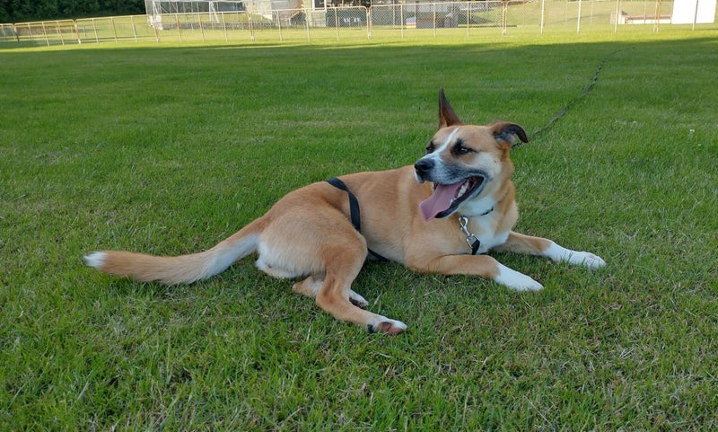 Jojo (Ellie's Canine Rescue & Rehome) Carousel 1