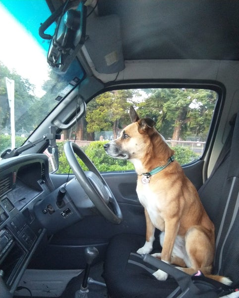 Jojo (Ellie's Canine Rescue & Rehome) Carousel 2