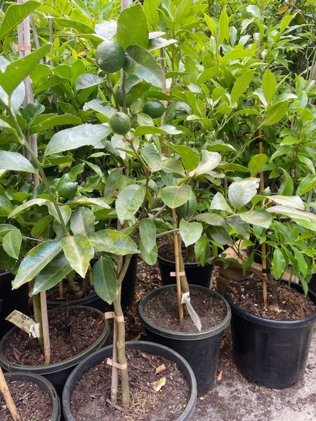 Lemon Meyer 8L64492086405507110