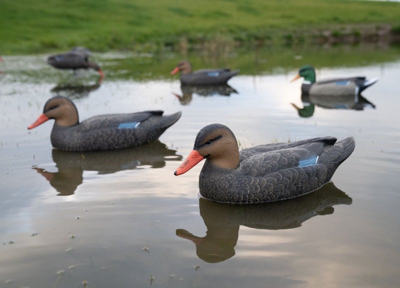 Full Size Mallard Decoys 8 Hens 4 Drakes Carousel 14