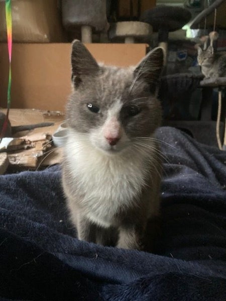 Bubba is missing from Waiotira Carousel 11