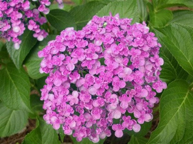 Hydrangea Ayesha Carousel 1