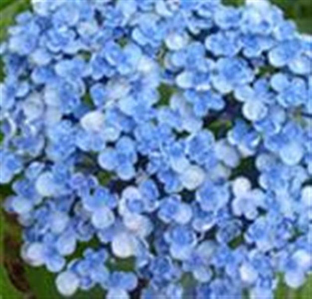Hydrangea Ayesha Carousel 2