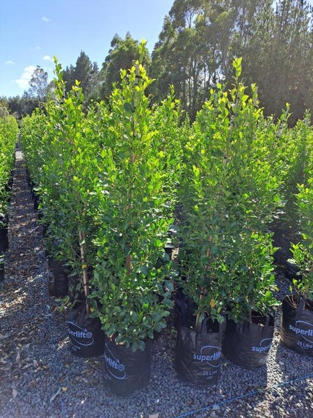 Ficus Tuffy/Tuffi - LARGE grade ! Carousel 1