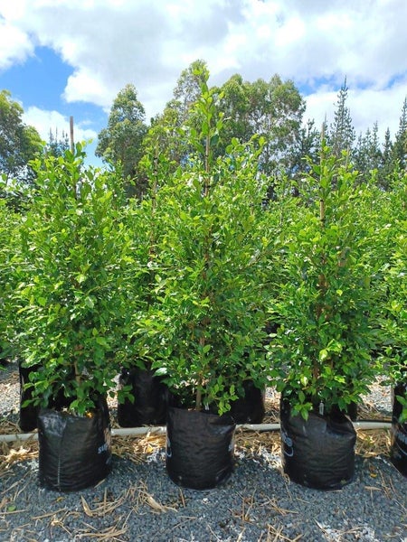 Ficus Tuffy/Tuffi - XL grade ! Carousel 1