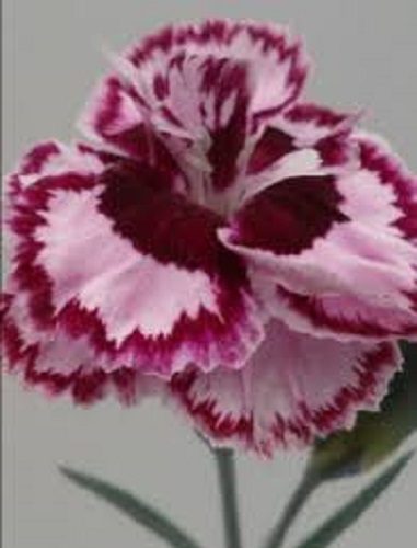Dianthus Windsor scented double pink and red flowers Carousel 1