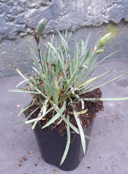 Dianthus Windsor scented double pink and red flowers Carousel 2