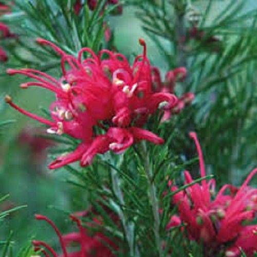 Grevillea Scarlet Sprite compact shrub rose pink and cream flowers Carousel 1