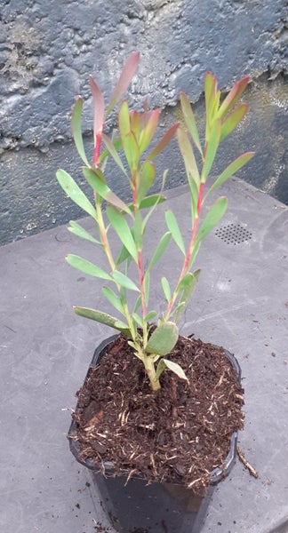 Leucadendron Bridal Bouquet creamy white changing to blushed pink Carousel 2