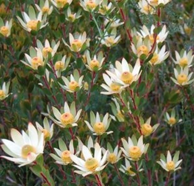 Leucadendron Jenny Barker white flowers tipped with pink cream centres Carousel 1