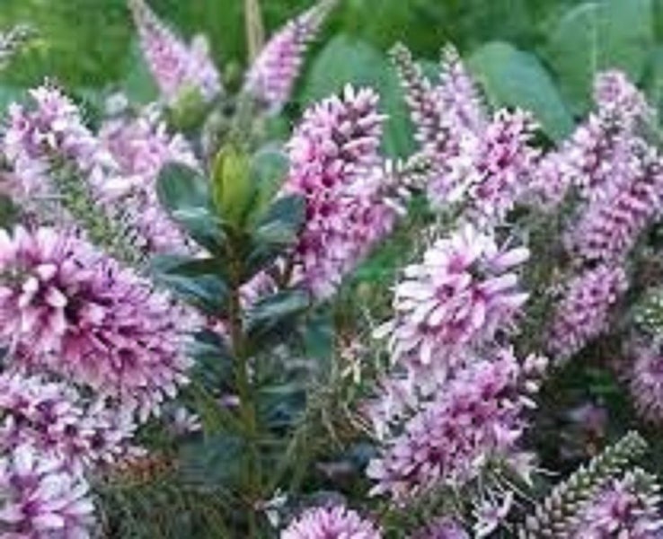 Hebe Marie Antoinette cerise flowers burgundy tipped leaves compact shrub Carousel 1