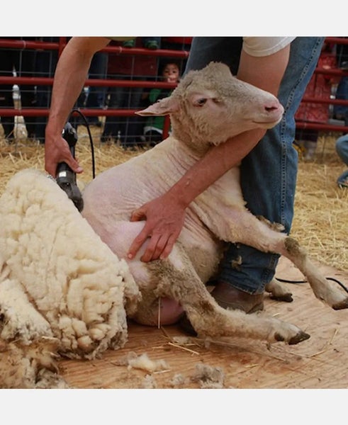 Pro Electric Sheep Shearing Clippers - 380W Adjustable Speed Shears Carousel 2