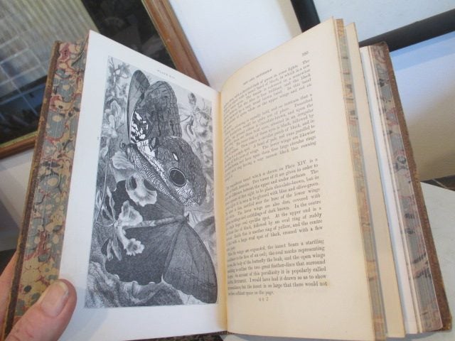 INSECTS ABROAD 1883 1ST ED LEATHER BOUND. REV J.G. WOOD Carousel 8