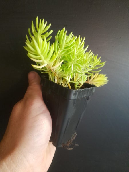 Sedum Golden Planet Carousel 1