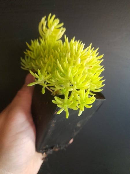 Sedum Golden Planet Carousel 2