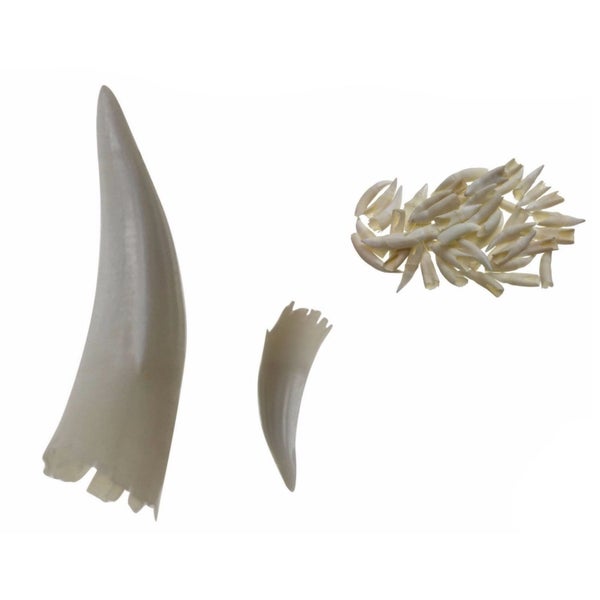 1 Loose SALTWATER CROCODILE TOOTH Teeth Rare Souvenir Collector DIY Necklace Carousel 1