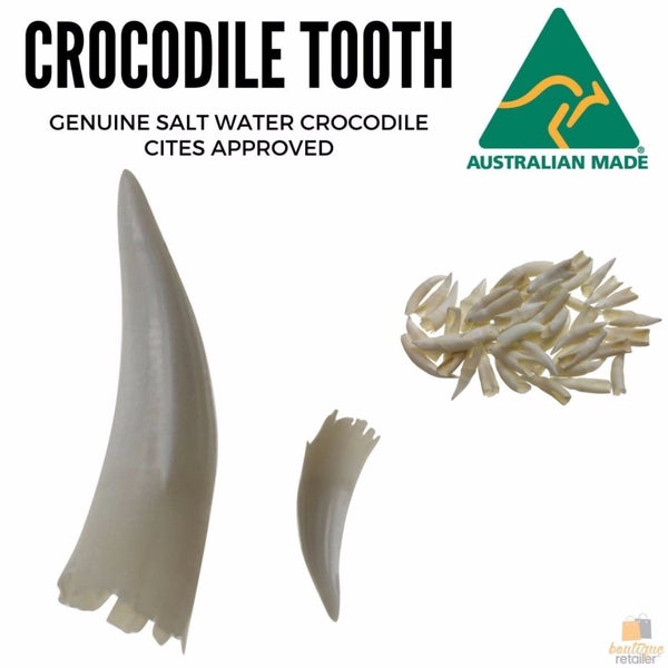 1 Loose SALTWATER CROCODILE TOOTH Teeth Rare Souvenir Collector DIY Necklace Carousel 7