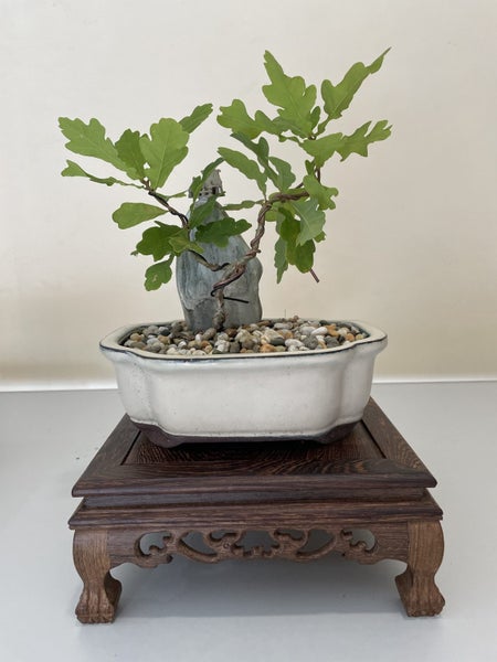 Oak Bonsai Plant 2 Pot Included Carousel 1