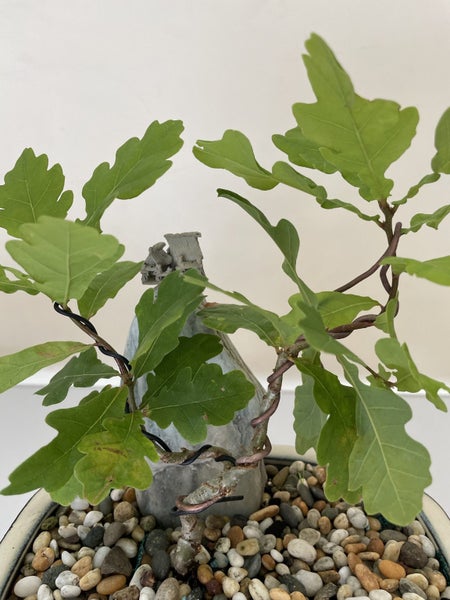 Oak Bonsai Plant 2 Pot Included Carousel 2
