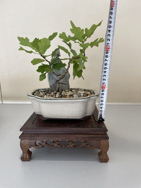 Oak Bonsai Plant 2 Pot Included Carousel 4