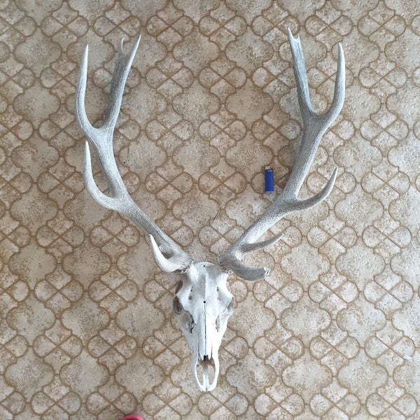 Stag Skull & Antler Carousel 1