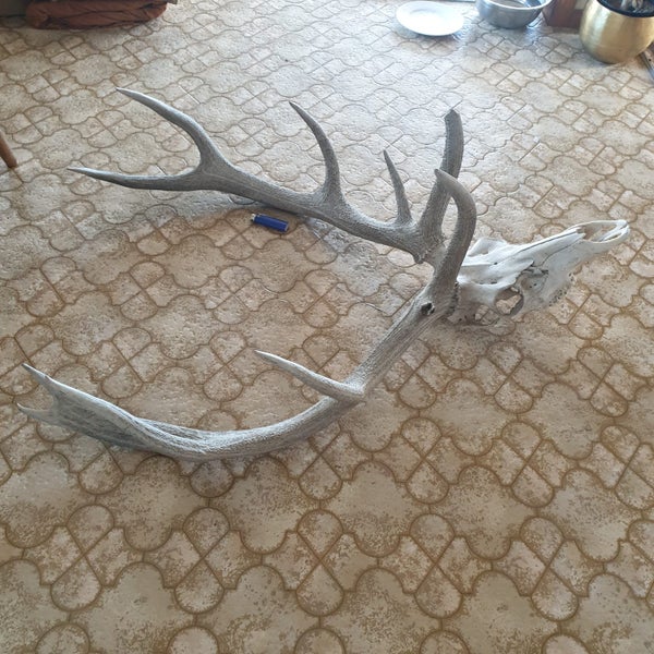 Stag Skull & Antler Carousel 2
