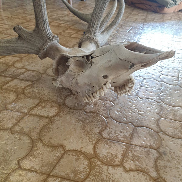 Stag Skull & Antler Carousel 5