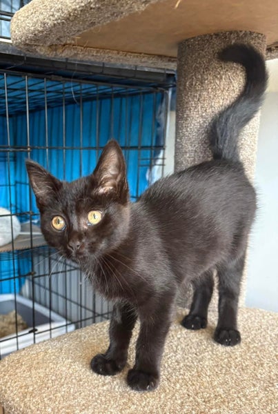 Rescue Kitten Piper Carousel 1