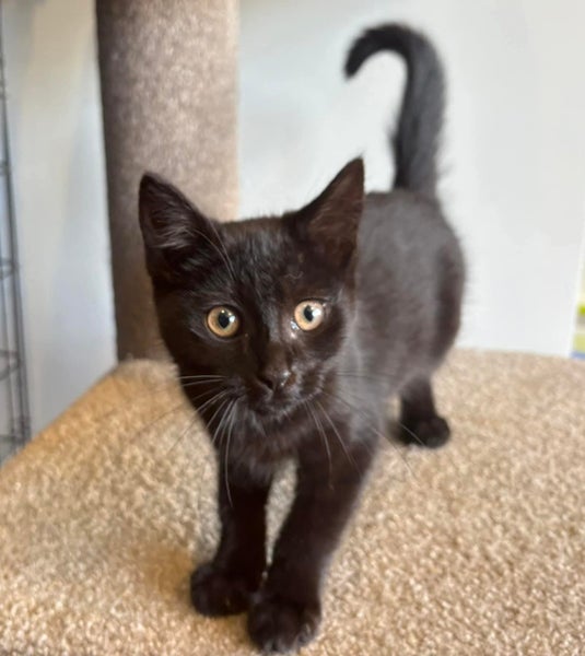 Rescue Kitten Piper Carousel 2