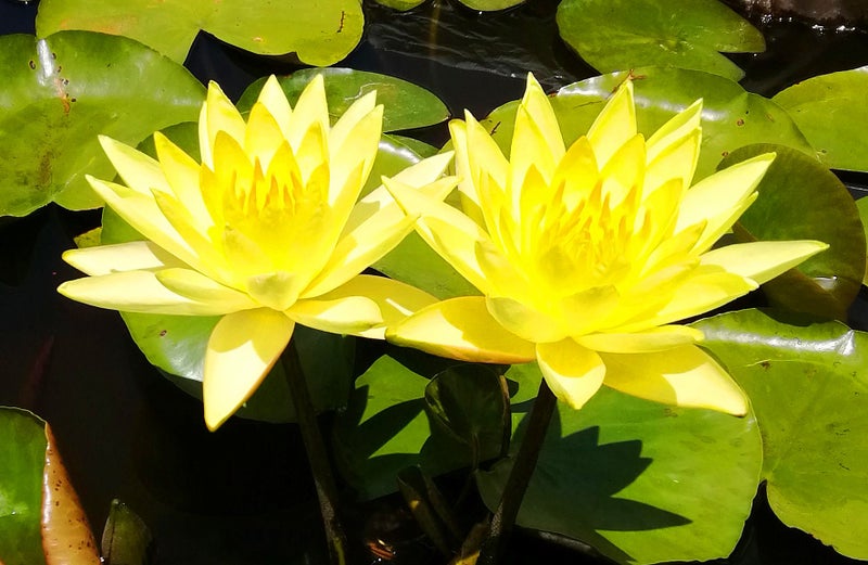 Yellow Water Lily with 50L Pot- Flowering Carousel 1