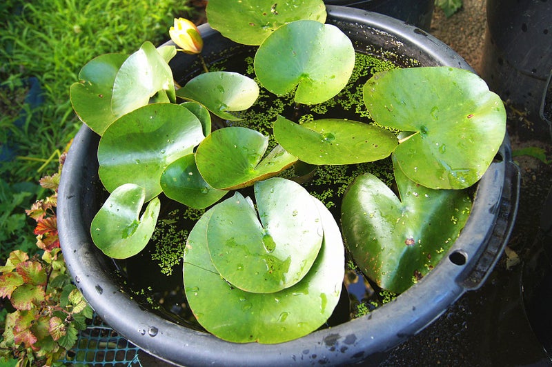 Yellow Water Lily with 50L Pot- Flowering Carousel 2
