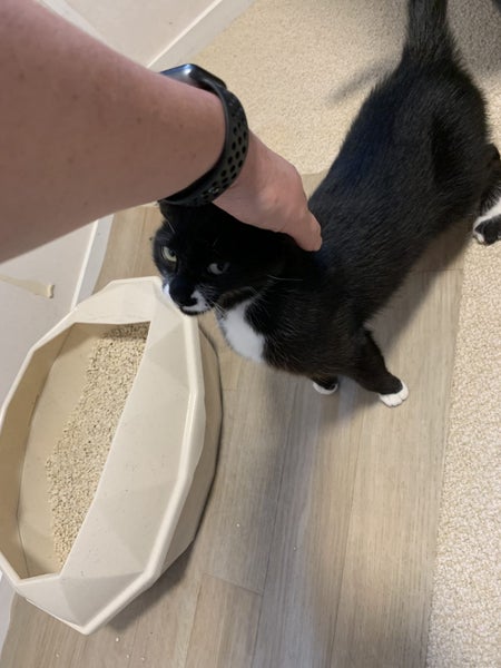 SLINKY - AVAILABLE FOR ADOPTION - PET WHISPERER RESCUE Carousel 2