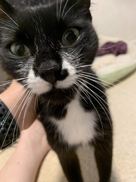SLINKY - AVAILABLE FOR ADOPTION - PET WHISPERER RESCUE Carousel 1