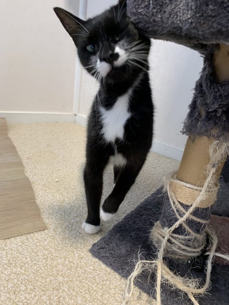 SLINKY - AVAILABLE FOR ADOPTION - PET WHISPERER RESCUE Carousel 4