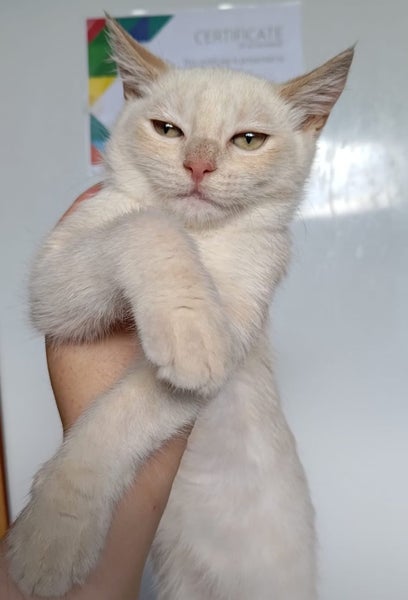 *British and Burmese Not your ordinary kitten* Carousel 1