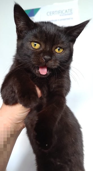 *British and Burmese Not your ordinary kitten* Carousel 13