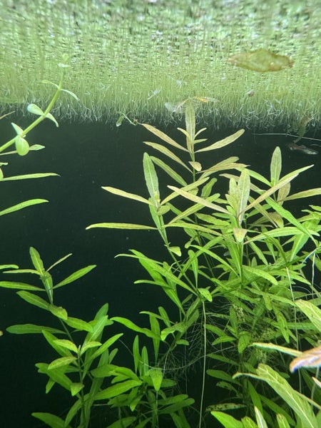 Hygrophila polysperma Carousel 1