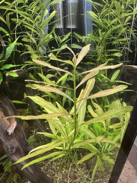 Hygrophila polysperma Carousel 6