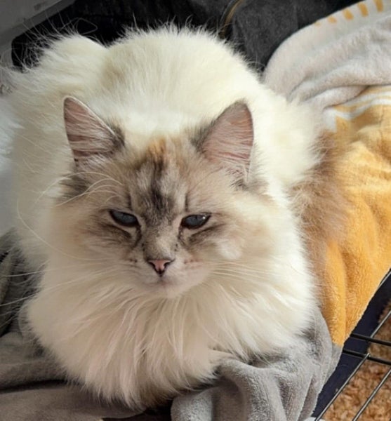 Lost Ragdoll, Putaruru Carousel 1