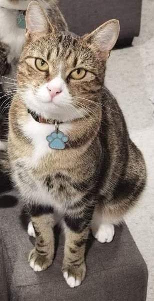 Missing tabby and white cat for 1 year since 5th November 2023 Carousel 1