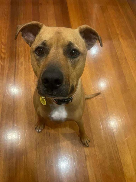 Auckland Puppy Rescue - BOUNTY Carousel 1