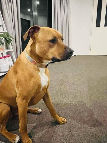 Auckland Puppy Rescue - BOUNTY Carousel 2