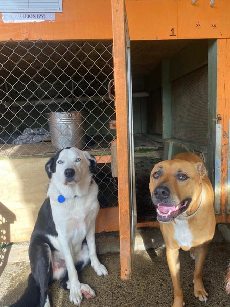 Auckland Puppy Rescue - BOUNTY Carousel 5