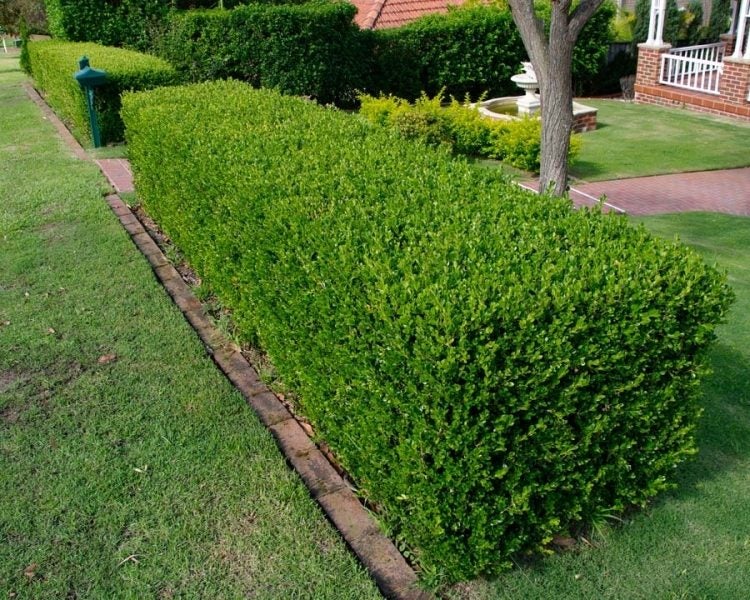 Buxus Sempervirens 50 plants Carousel 1