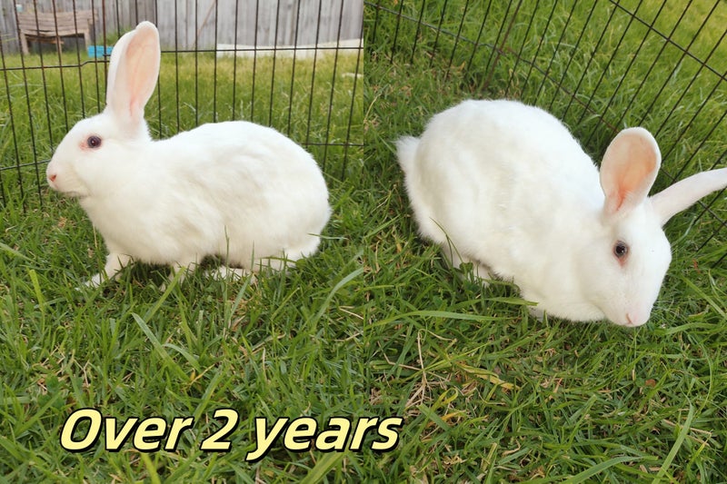 Excellent rabbit mother and babies Carousel 7