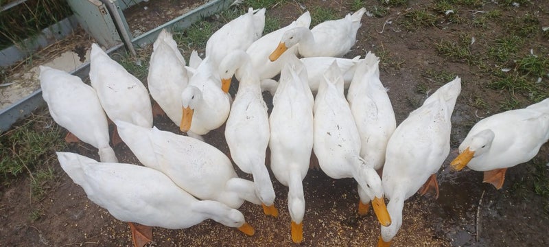 Pet Indian runner Ducks Carousel 1