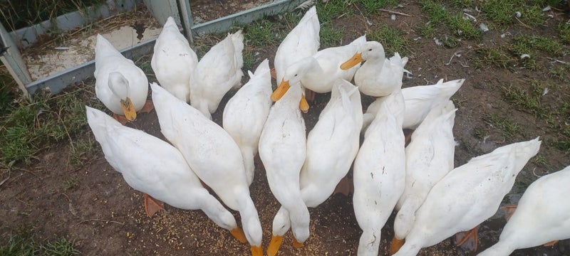 Pet Indian runner Ducks Carousel 2