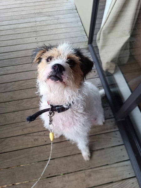 Stacy Rescue Dog - CDRRNZ Carousel 1