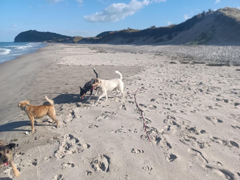 Stacy Rescue Dog - CDRRNZ Carousel 2