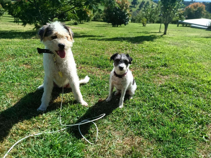 Stacy Rescue Dog - CDRRNZ Carousel 4